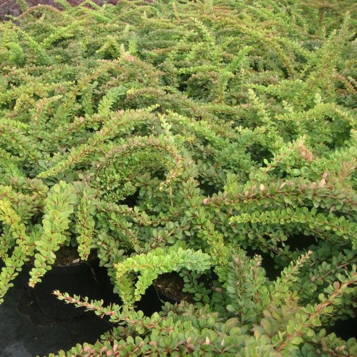 Berberis thunbergii 'Green Carpet' plant