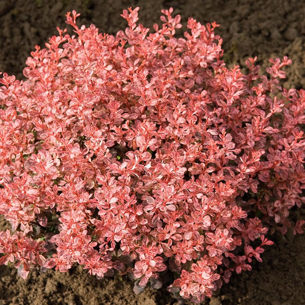 Berberis thunbergii 'Inspiration' plant