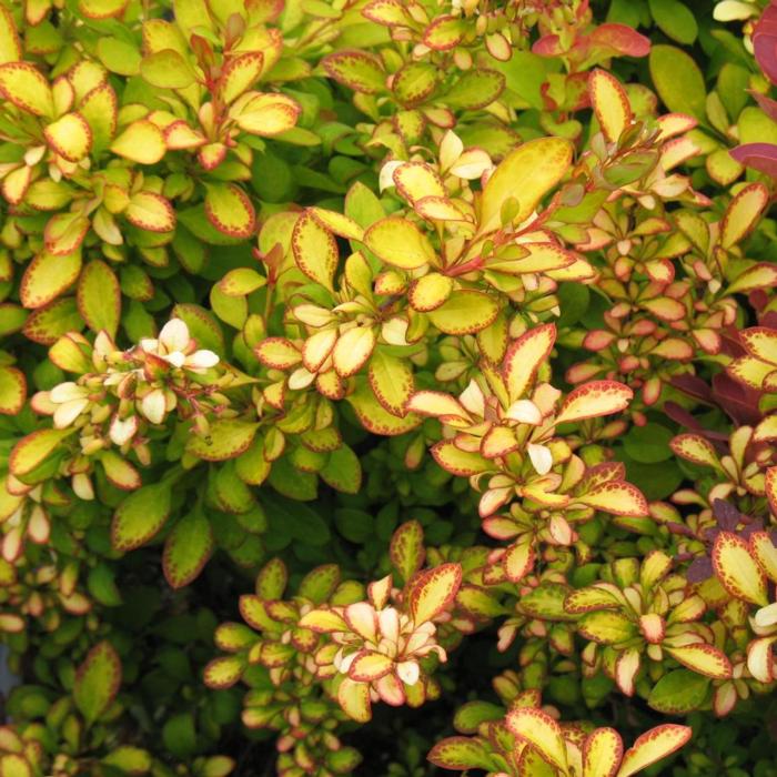 Berberis thunbergii 'Limoncello' plant