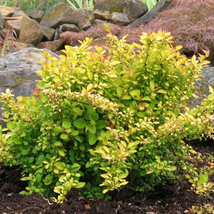 Berberis thunbergii 'Limoncello' plant