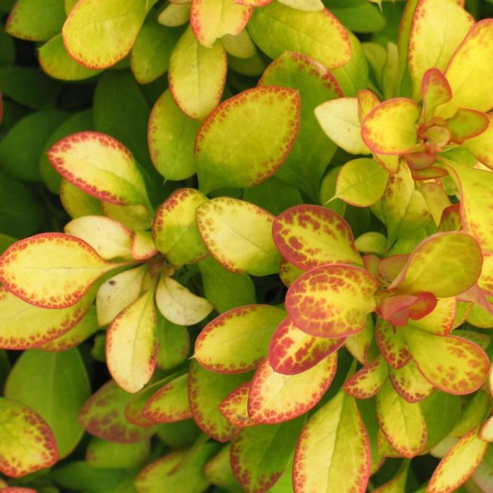 Berberis thunbergii 'Limoncello' plant