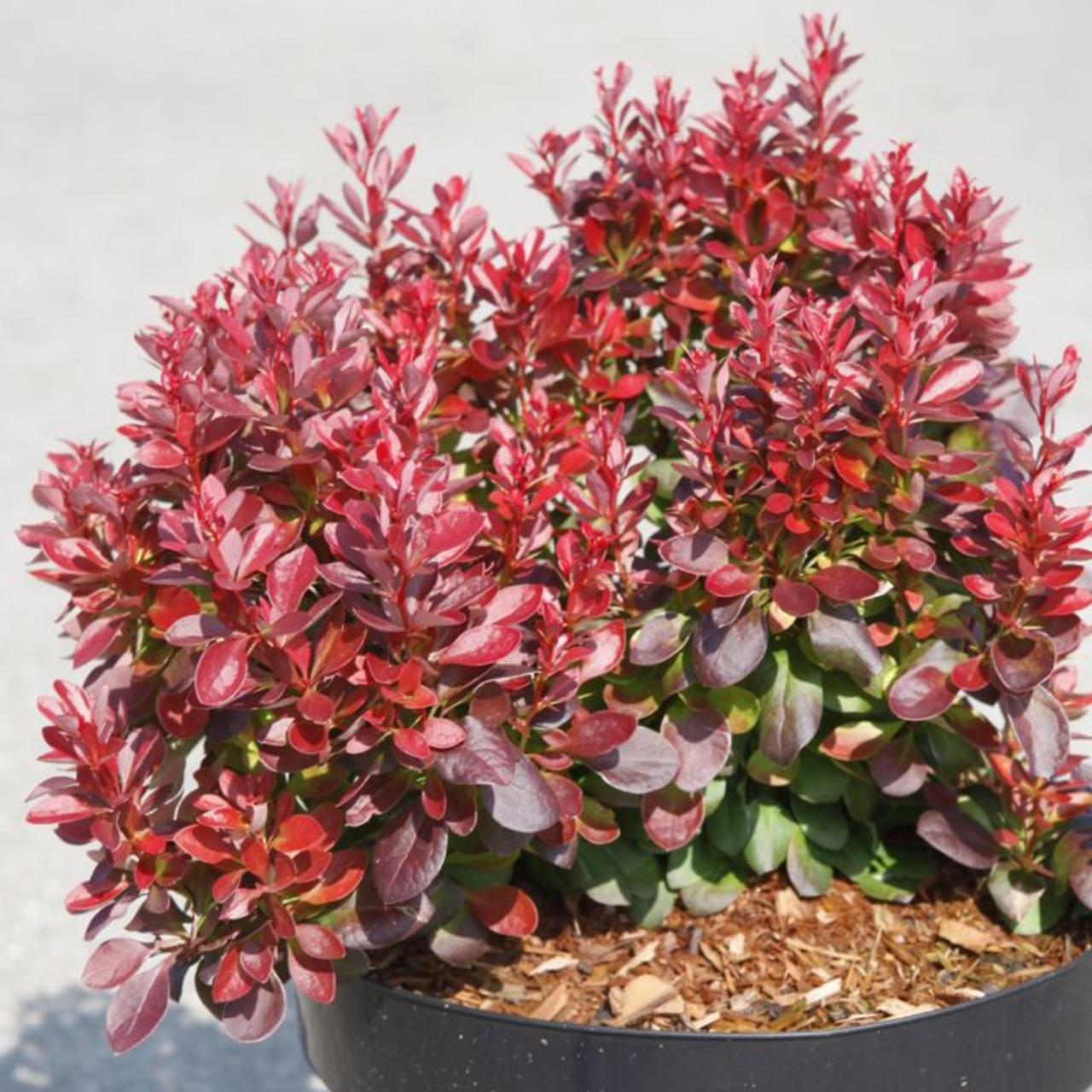 Berberis thunbergii 'Lutin Rouge' plant