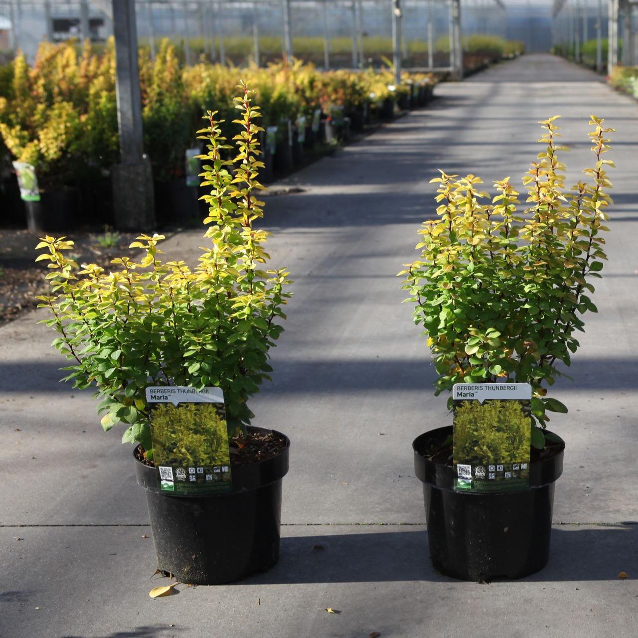 Berberis thunbergii 'Maria' plant