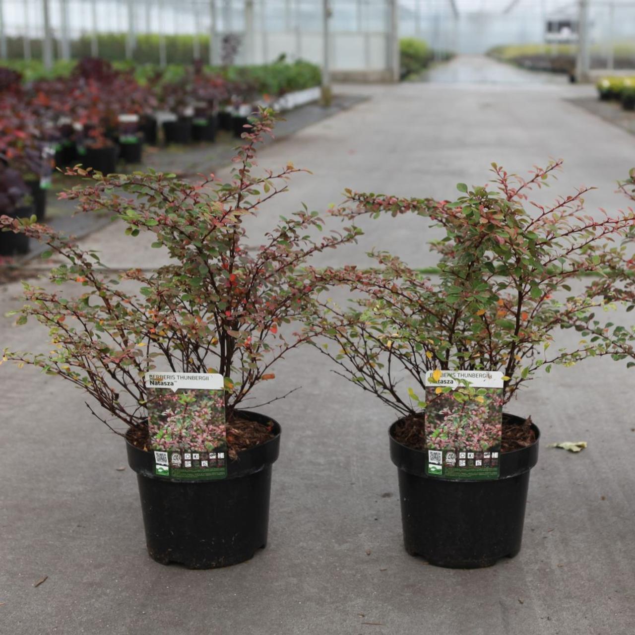 Berberis thunbergii 'Natasza' plant