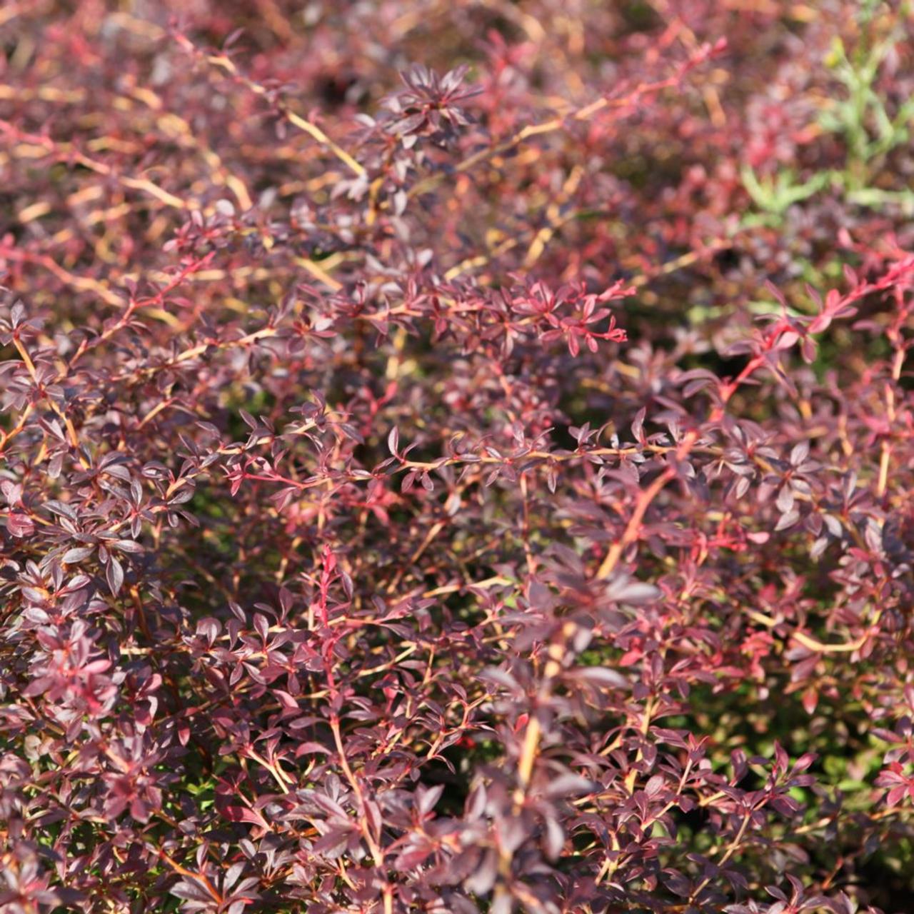 Berberis thunbergii 'Orange Dream' plant