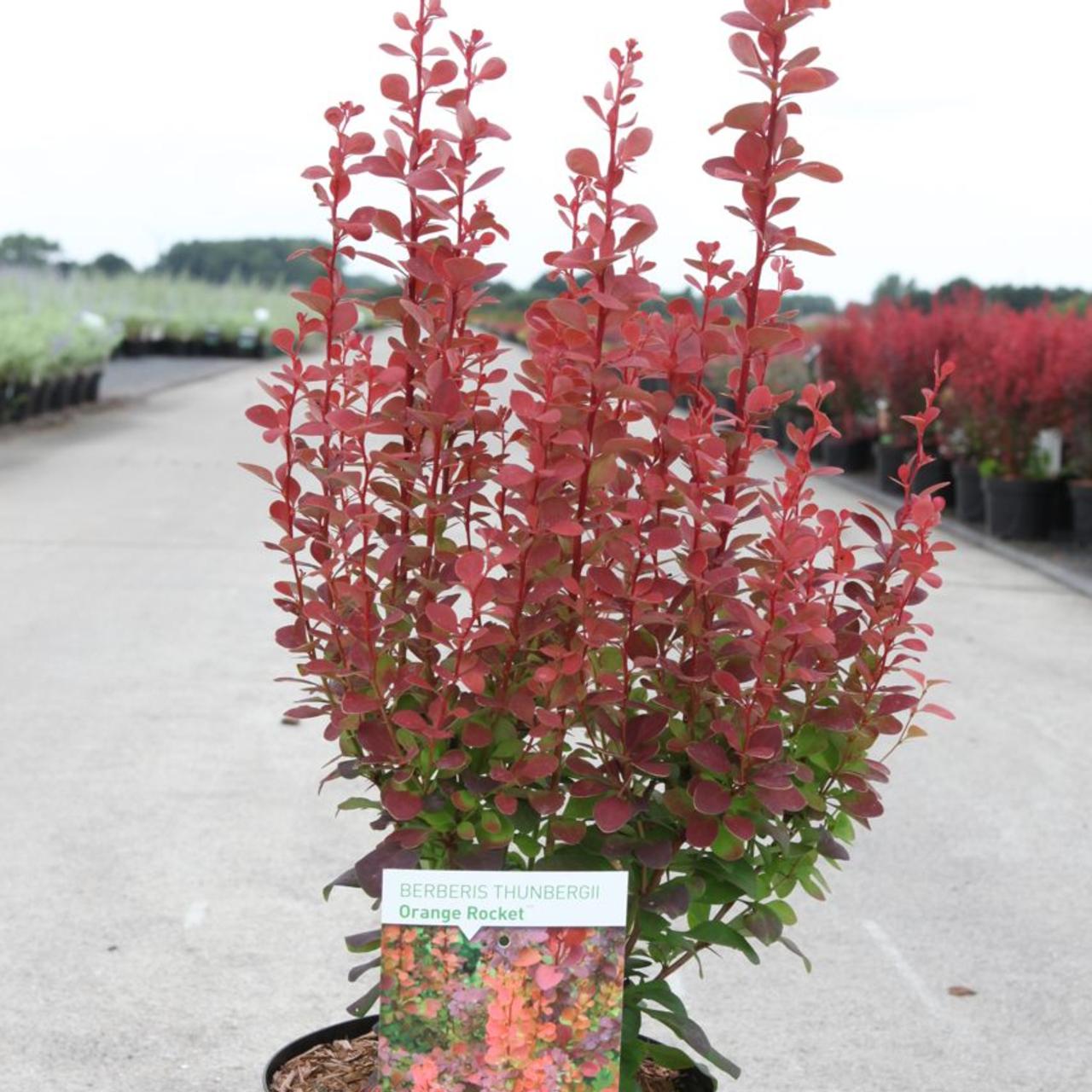 Berberis thunbergii 'Orange Rocket' plant