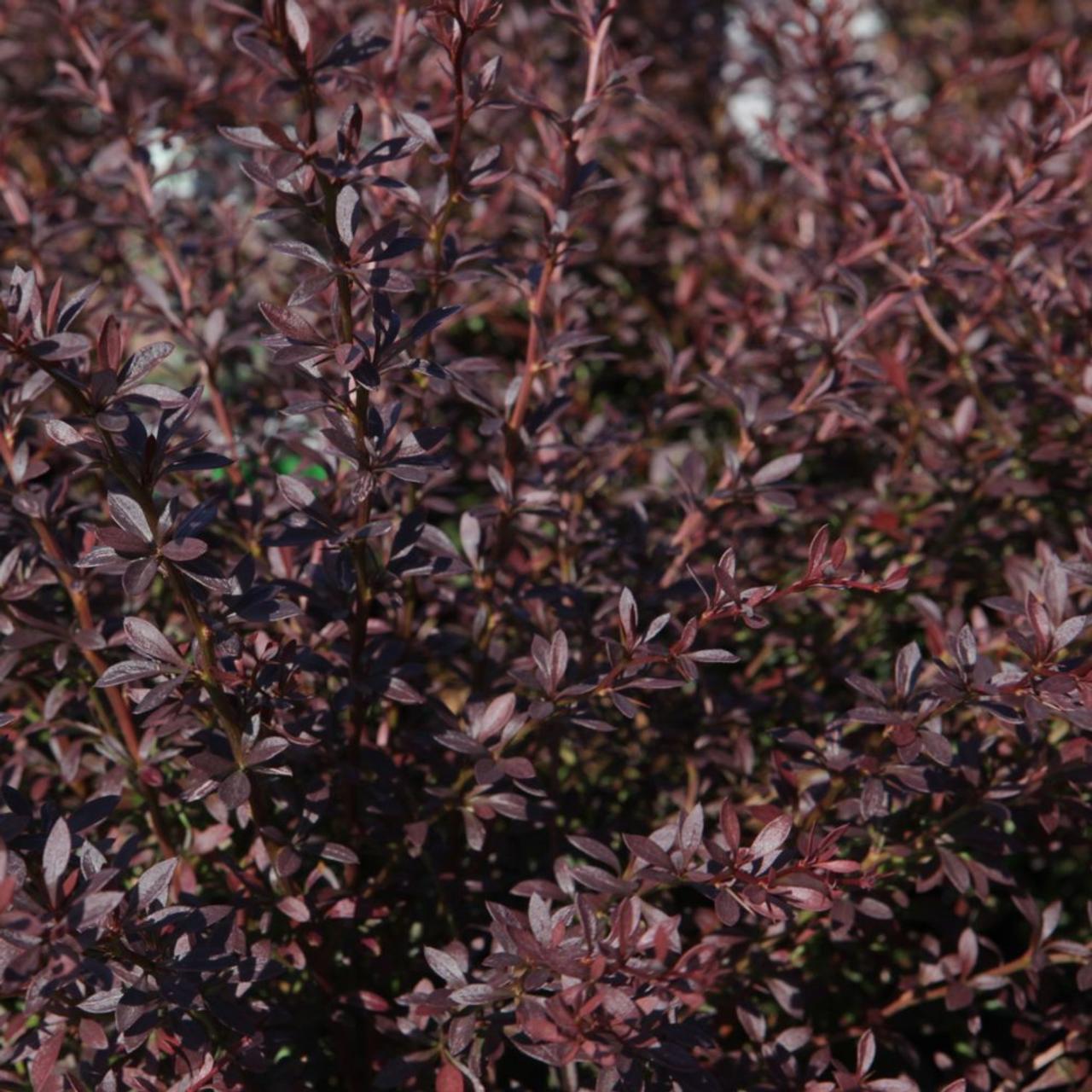 Berberis thunbergii 'Red Dream' plant