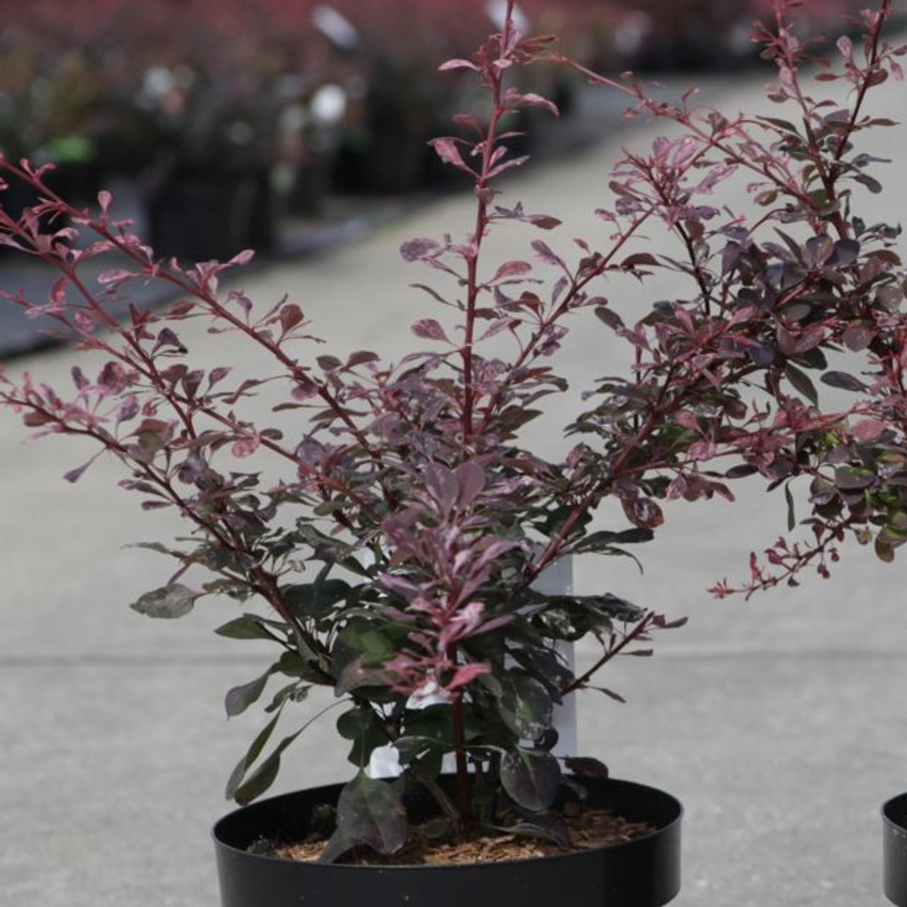 Berberis thunbergii 'Rose Glow' plant