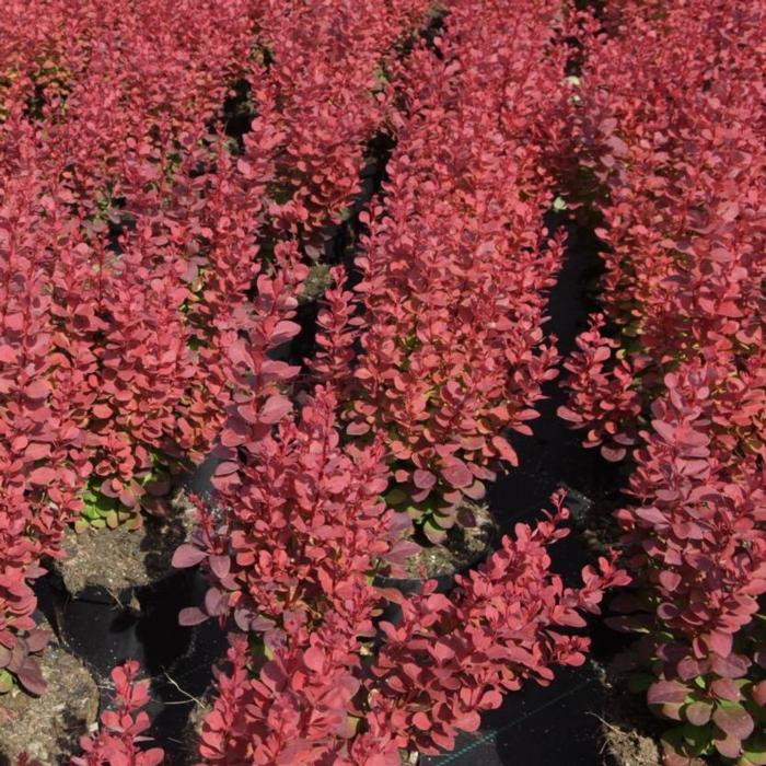 Berberis thunbergii 'Rosy Rocket' plant