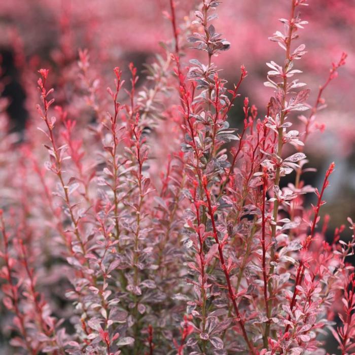 Berberis thunbergii 'Rosy Rocket' plant