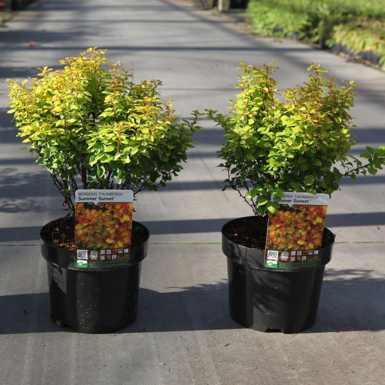 Berberis thunbergii 'Summer Sunset' plant