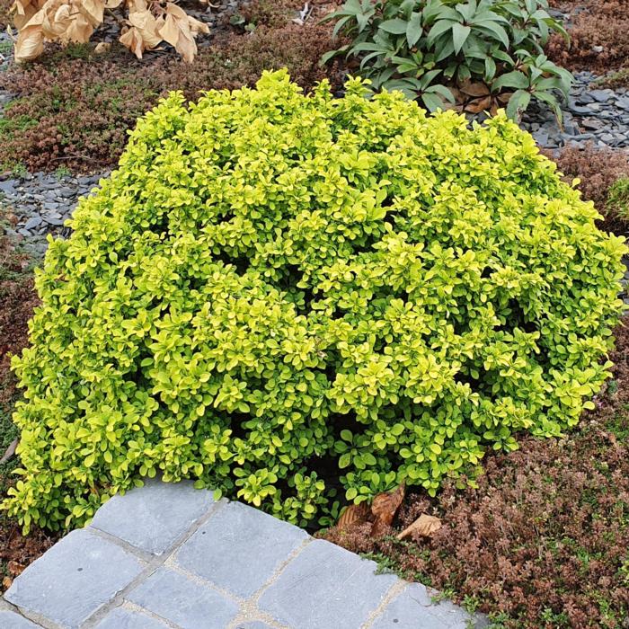 Berberis thunbergii 'Tiny Gold' plant