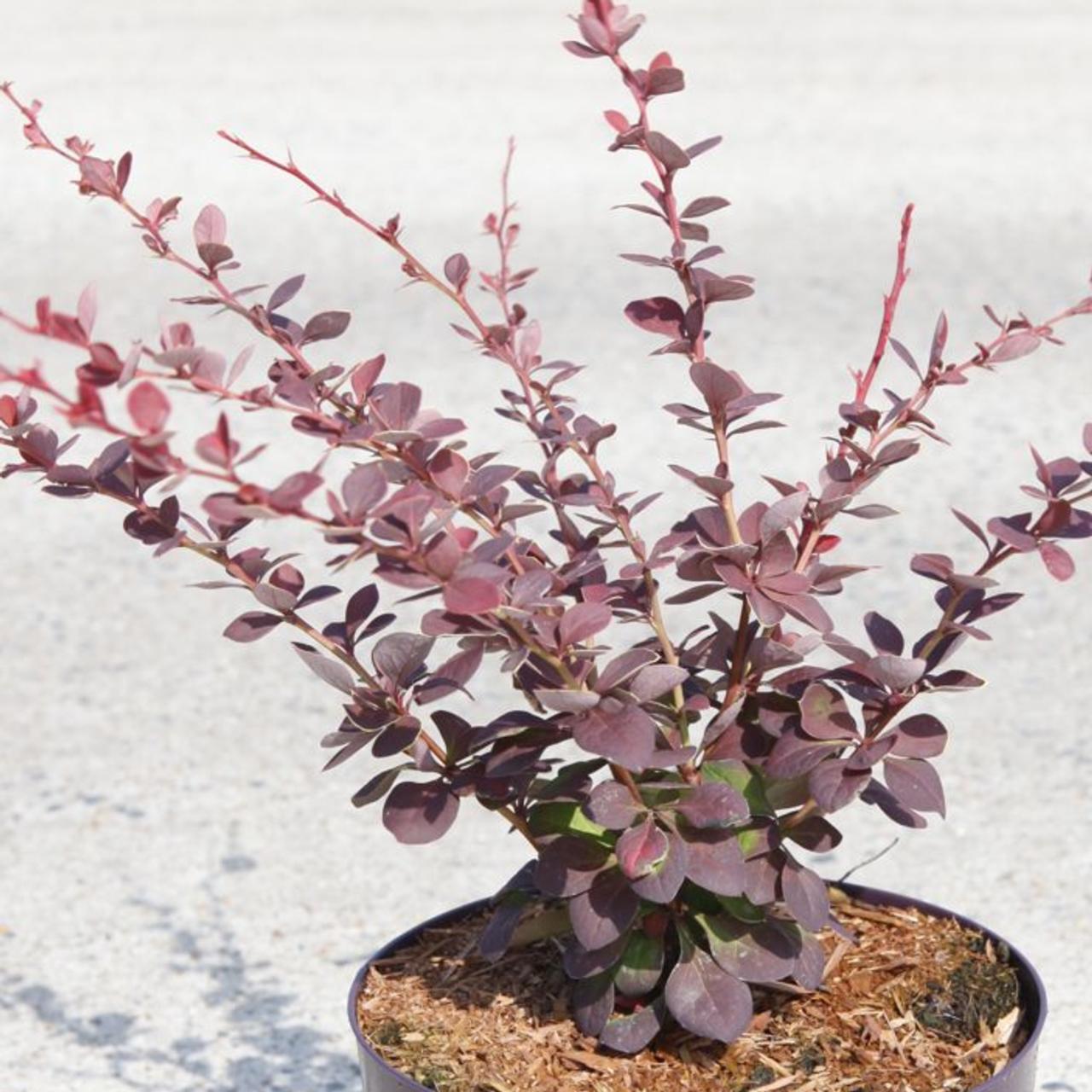 Berberis thunbergii 'Toscana' plant