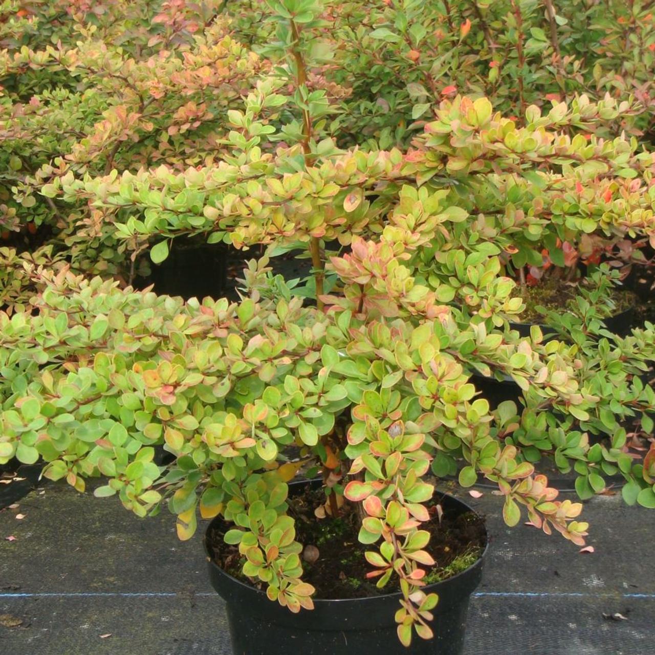 Berberis thunbergii plant