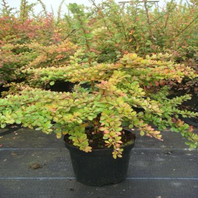 berberis-thunbergii