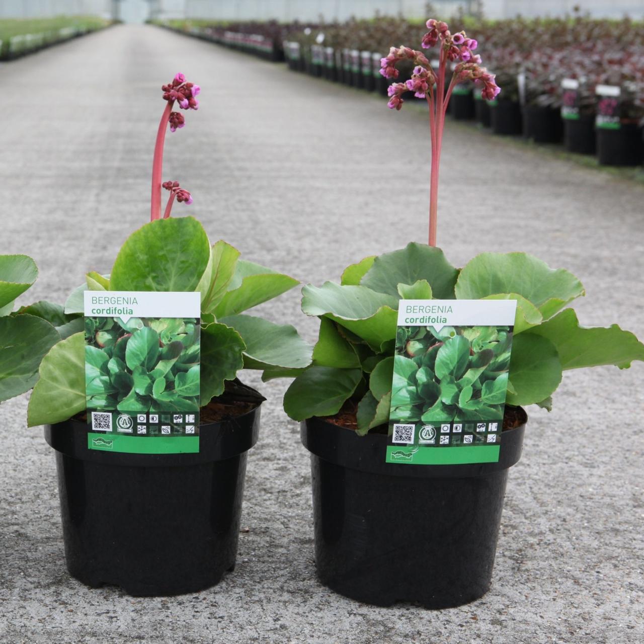 Bergenia cordifolia plant