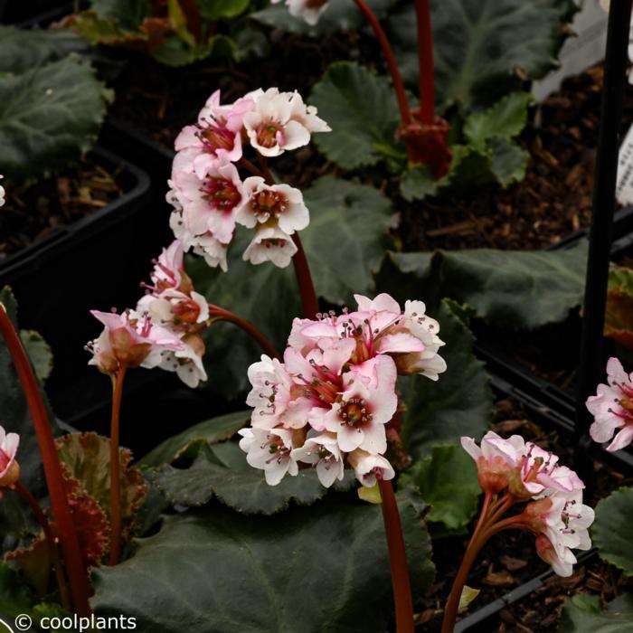 Bergenia 'Ripple Effect' plant