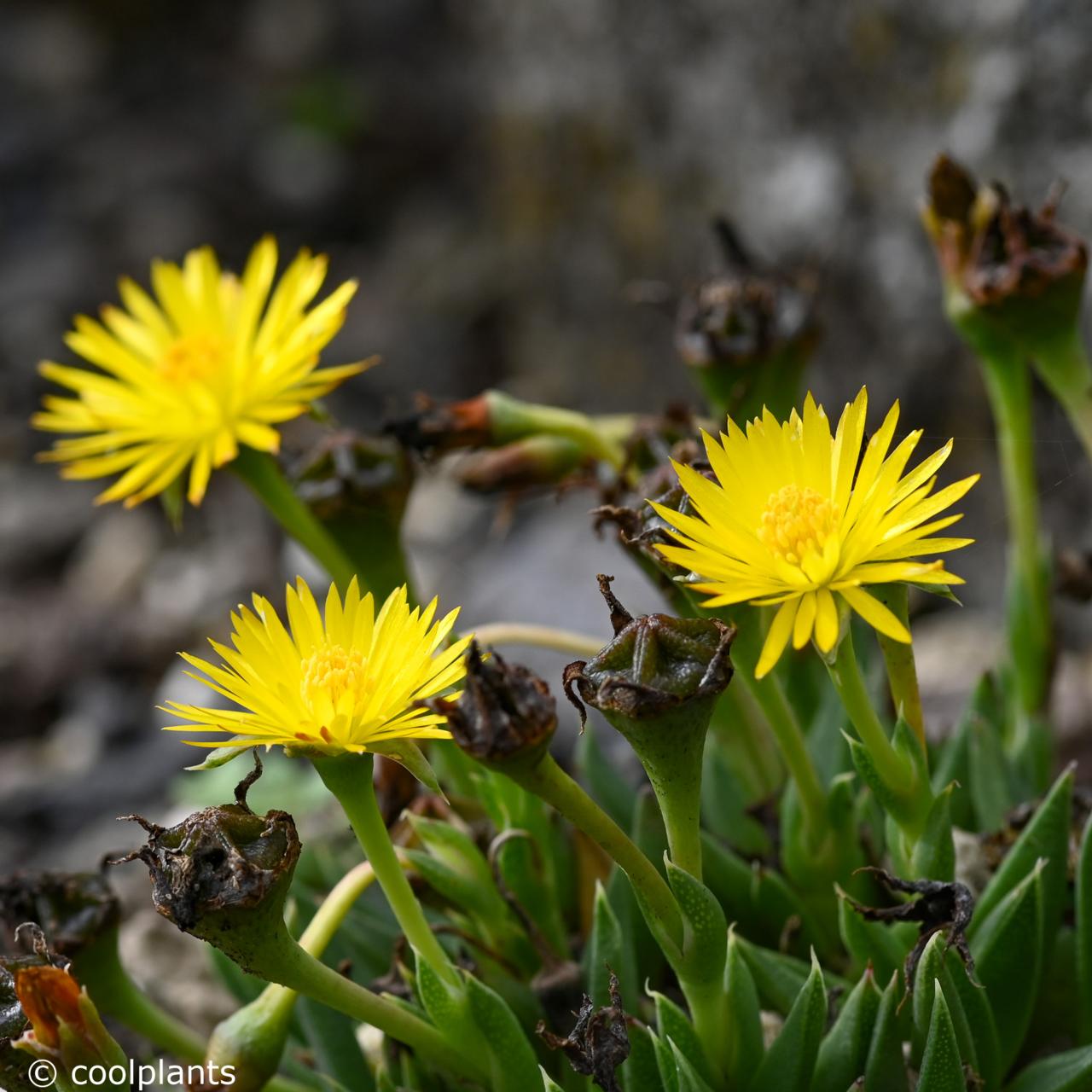 Bergeranthus vespertinus plant