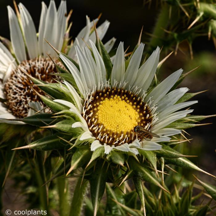 Berkheya cirsiifolia plant