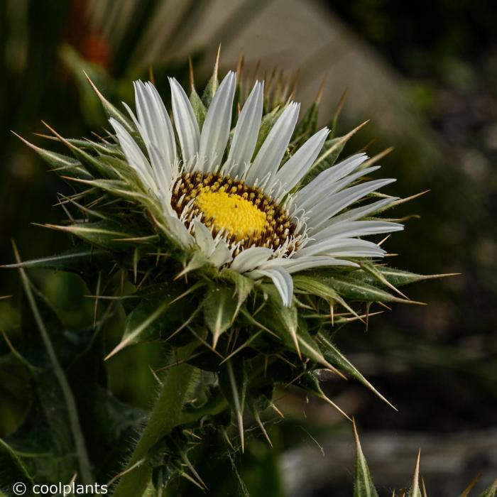 Berkheya cirsiifolia plant