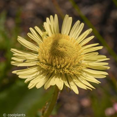 berkheya-radula