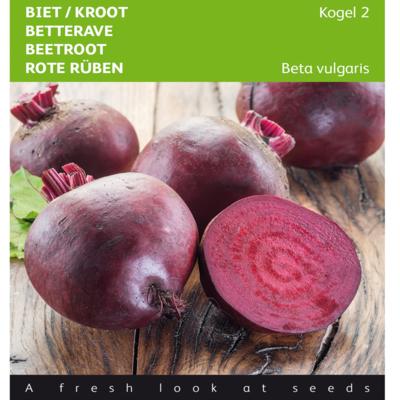 beta-vulgaris-kogel-2