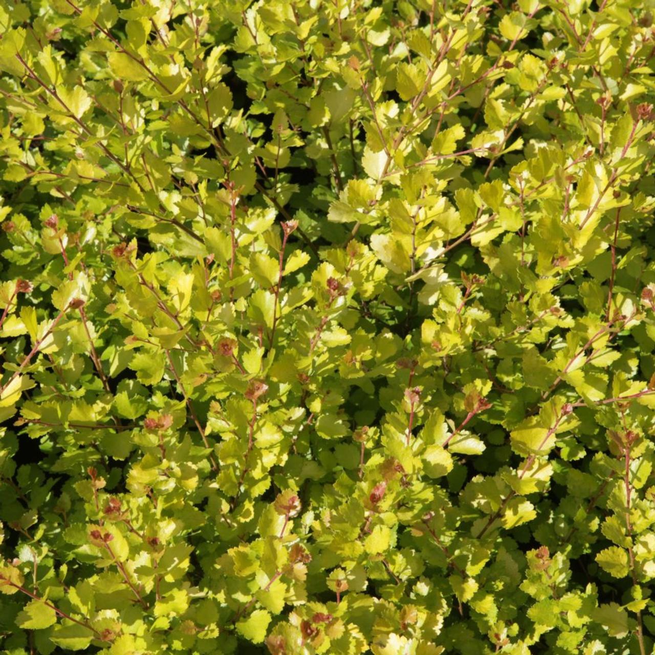 Betula nana 'Golden Treasure' plant