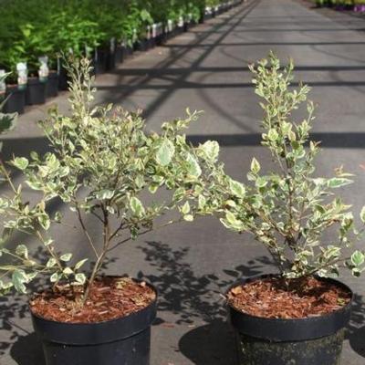betula-nigra-shiloh-splash