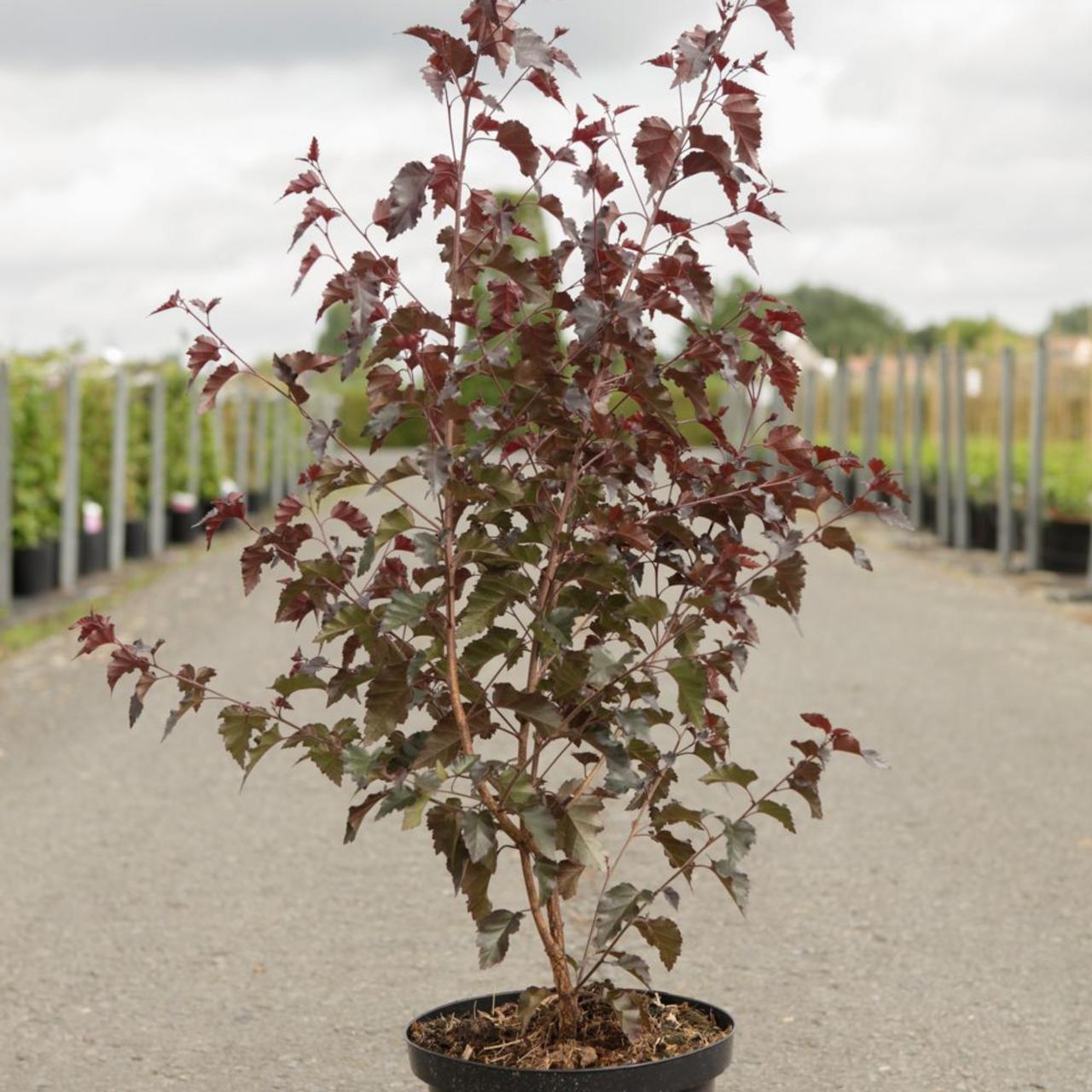 Betula pendula 'Royal Frost' plant