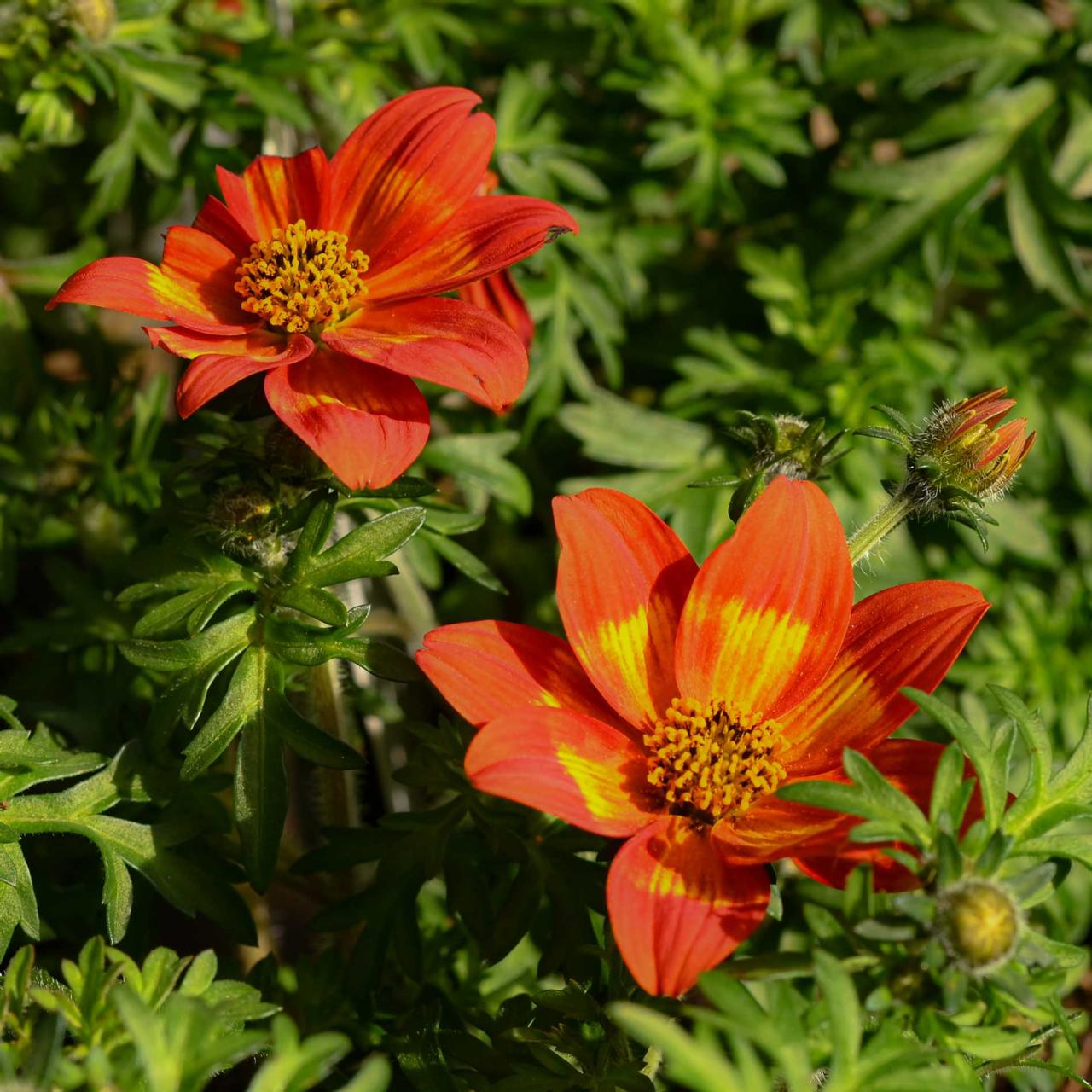 Bidens ferulifolia 'Brazen S Glowing Sky' plant