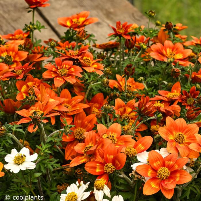 Bidens ferulifolia 'Brazen S Glowing Sky' plant