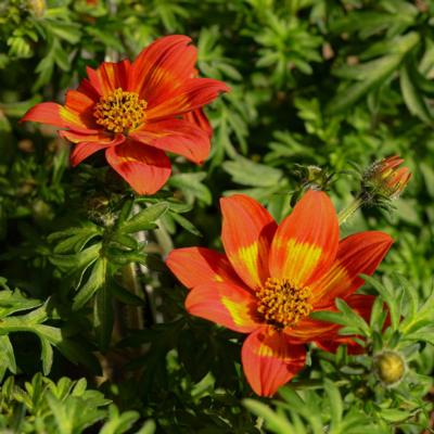 bidens-ferulifolia-brazen-s-glowing-sky