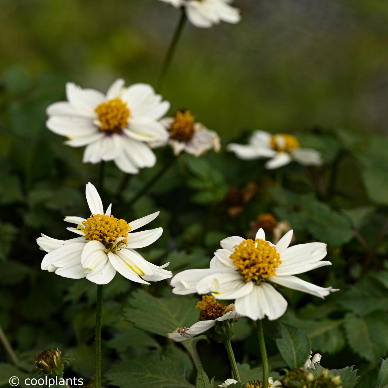 Bidens ferulifolia 'White compact' plant