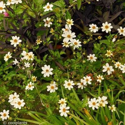 bidens-ferulifolia-white
