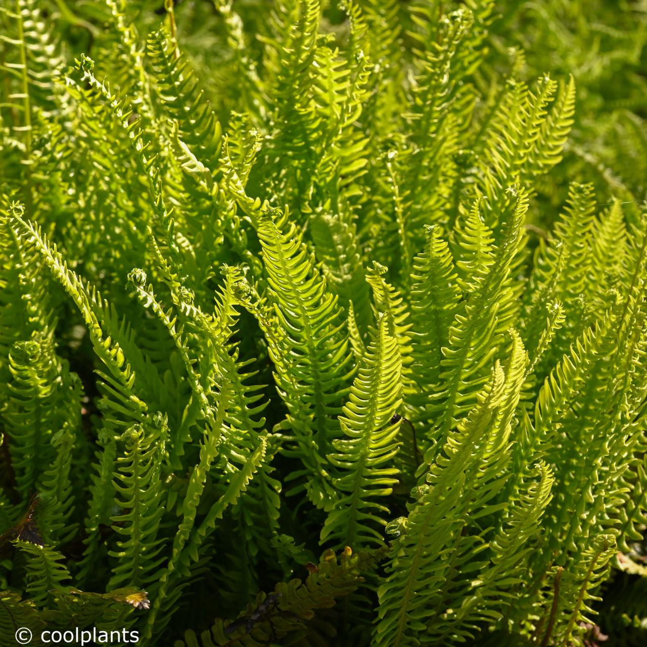 Blechnum spicant plant