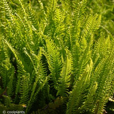 blechnum-spicant