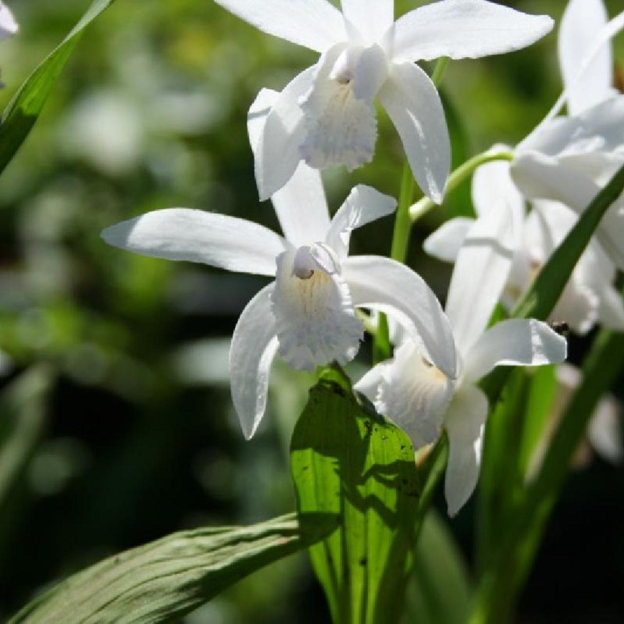 Bletilla striata 'Alba' plant