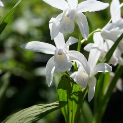 bletilla-striata-alba