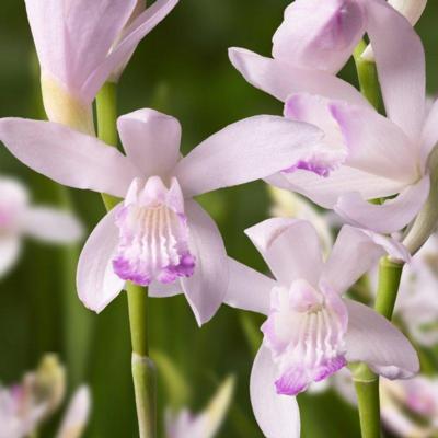 bletilla-striata-kuchibeni