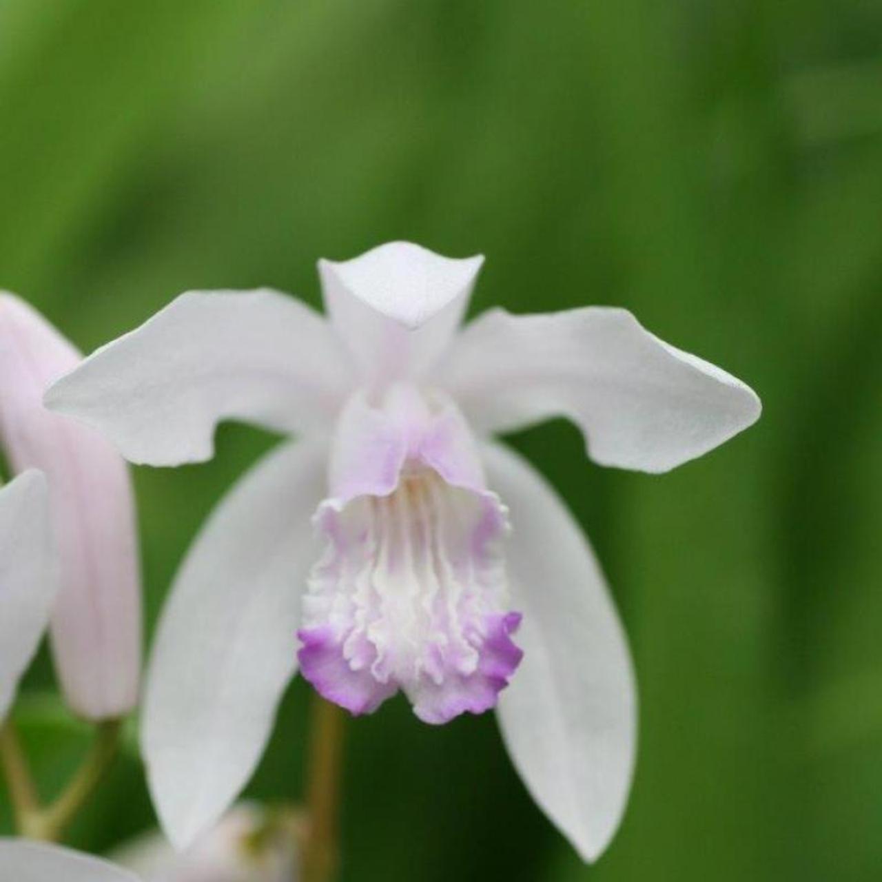 Bletilla striata 'Sweet Lips' plant