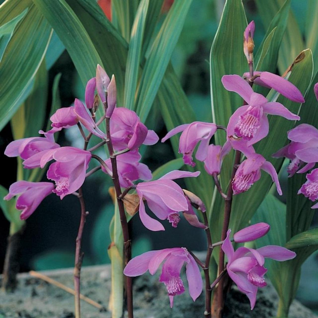 Bletilla striata plant