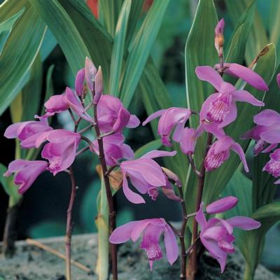 bletilla-striata