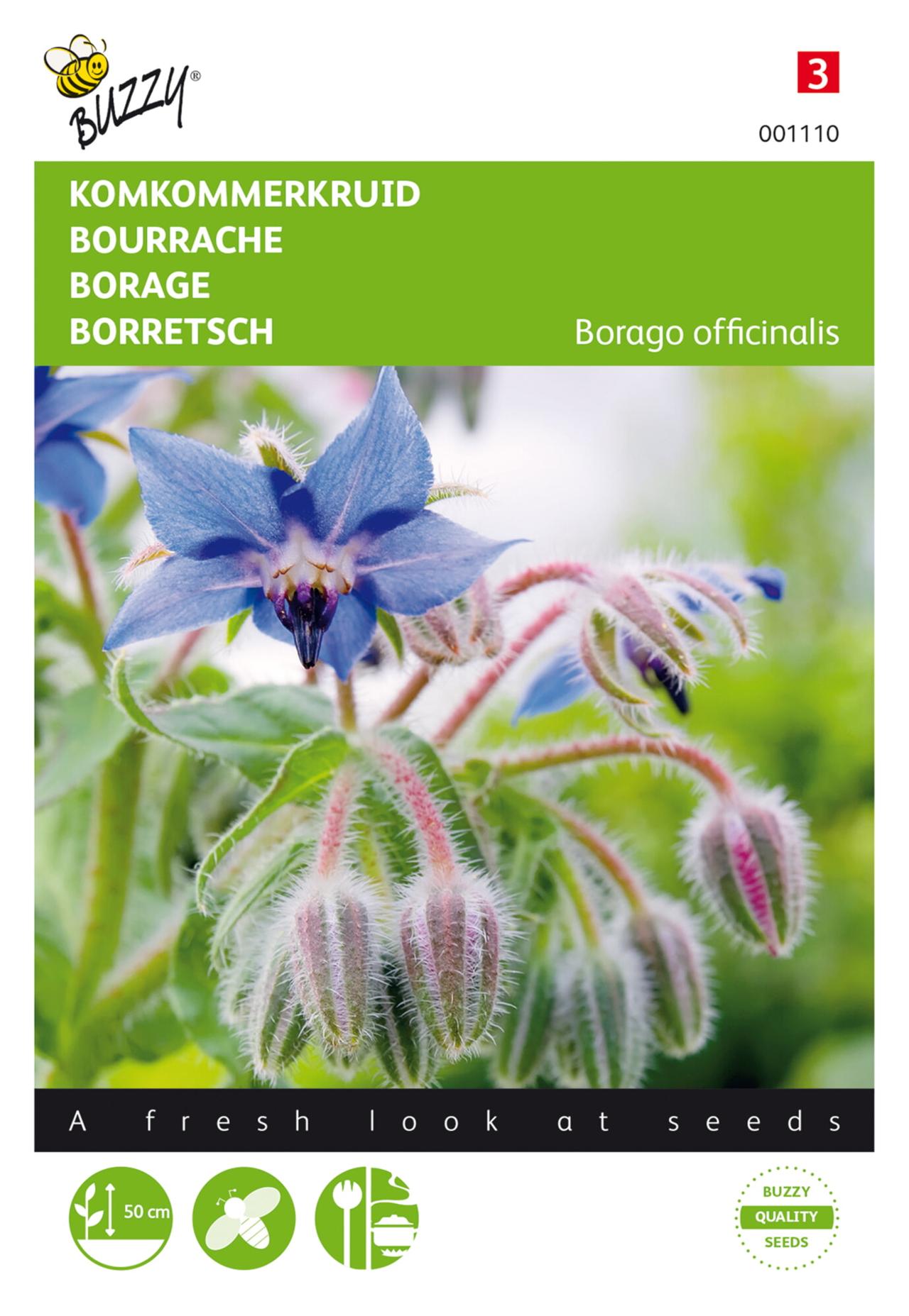 Borago officinalis plant