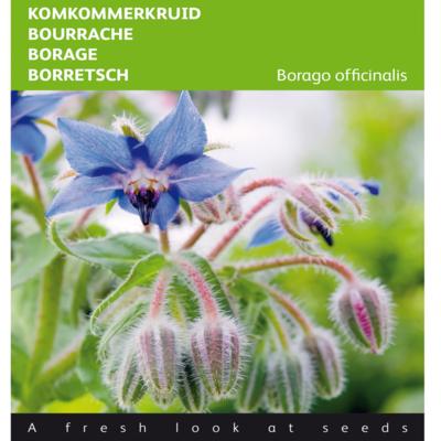 borago-officinalis