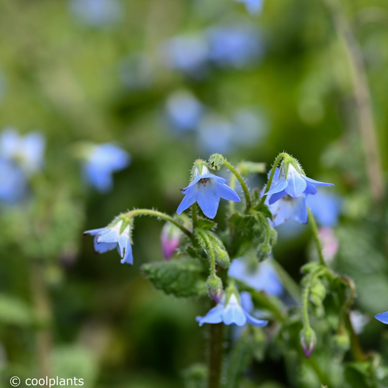 Borago pygmaea plant