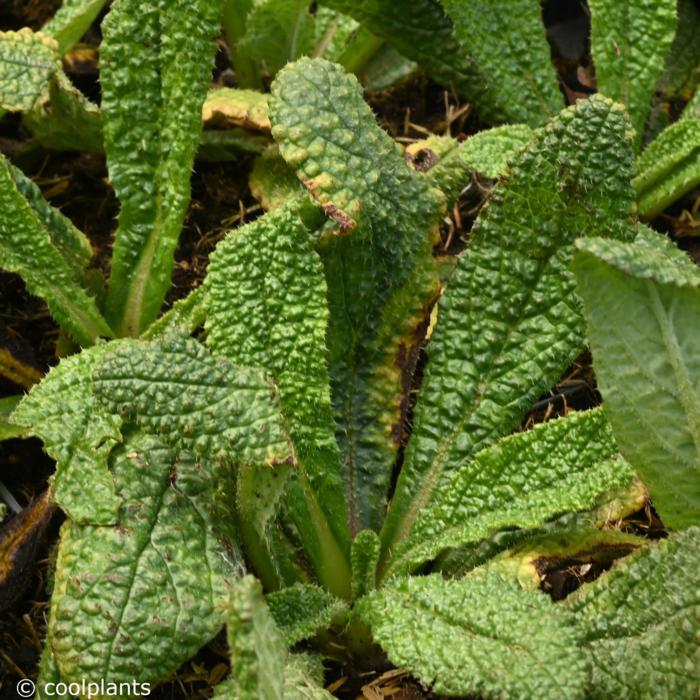 Borago pygmaea plant