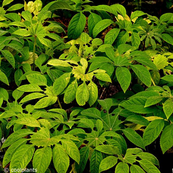 Brassaiopsis mitis plant