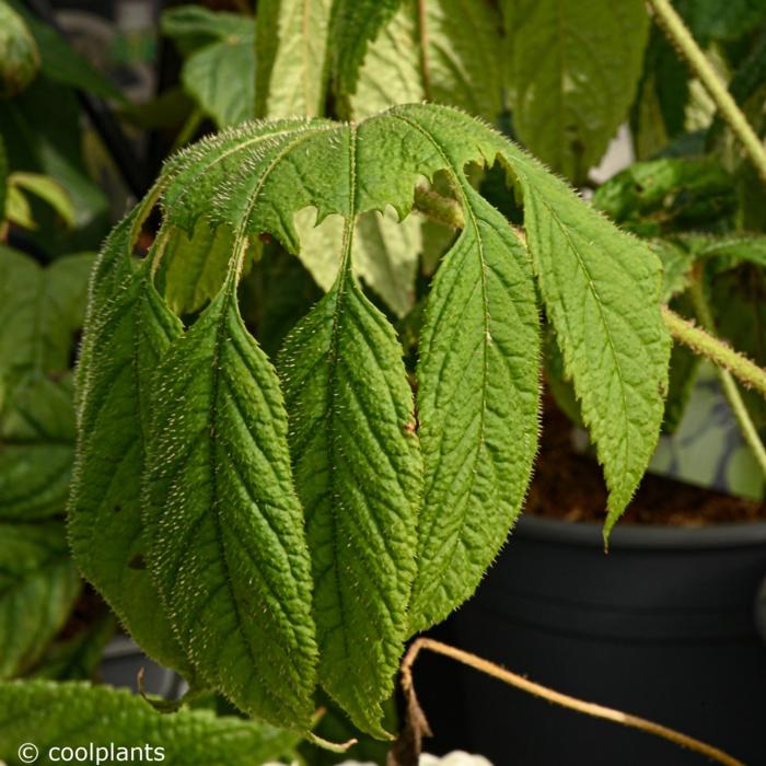 Brassaiopsis mitis plant