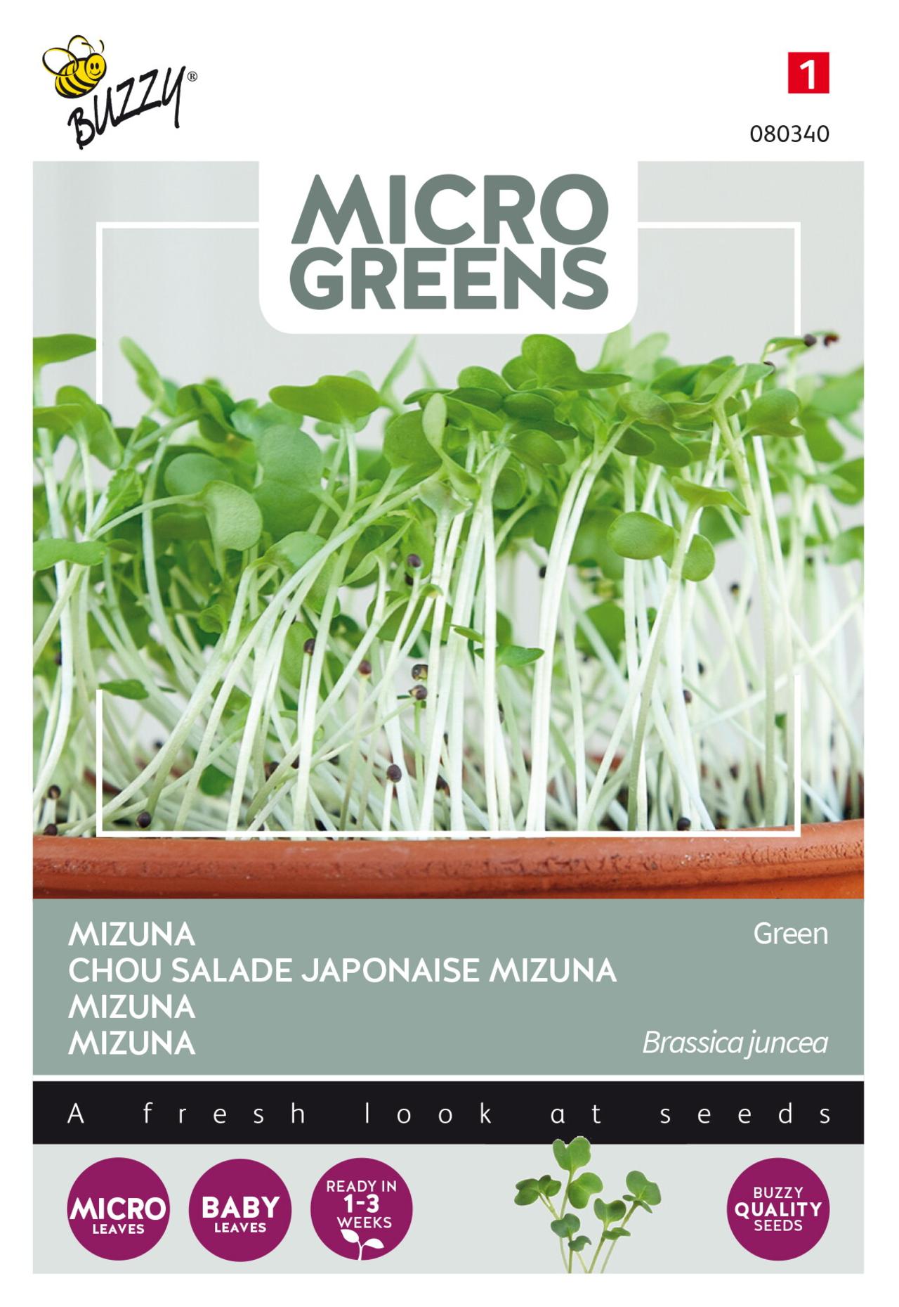 Brassica juncea var. japonica 'Green' (microgreens) plant