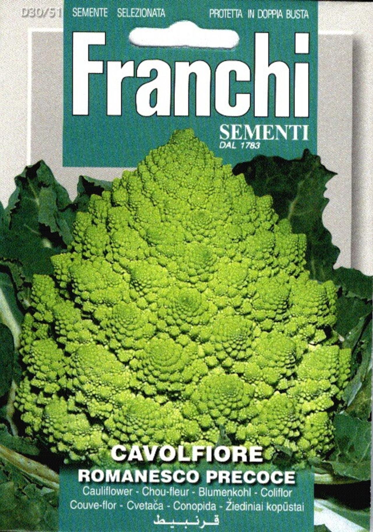 Brassica oleracea convar. botrytis var. botrytis 'Romanesco' plant